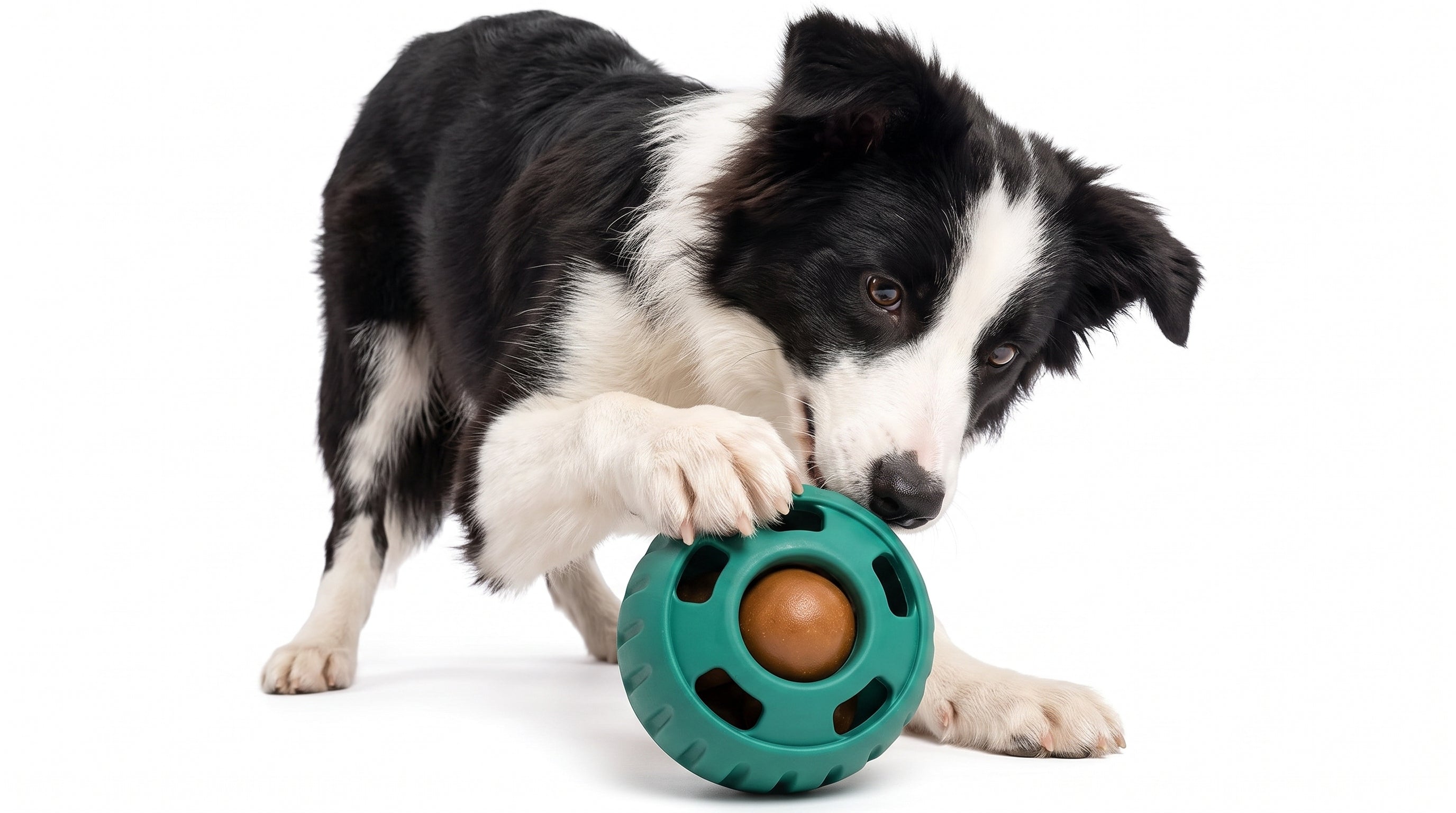 Cachorro Border Collie jugando concentrado y mordiendo la pelota interactiva rellenable antiestrés de The Paws Boutique.