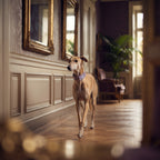 Collar Martingale Ancho Antiescape para Galgos, Whippets y Perros – Algodón Suave con Estampados Exclusivos