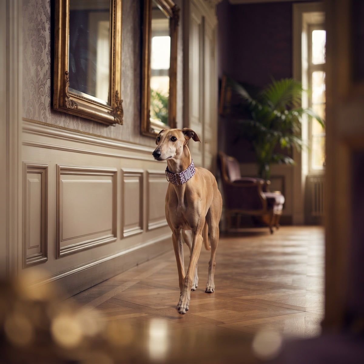 Collar Martingale Ancho Antiescape para Galgos, Whippets y Perros – Algodón Suave con Estampados Exclusivos