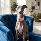 Collar Martingale Ancho Antiescape para Galgos, Whippets y Perros – Algodón Suave con Estampados Exclusivos