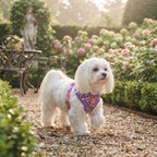 Conjunto Arnés y Correa Acolchada para Perros – Arnés Ergonómico Estampado de Neopreno con Herrajes Dorados