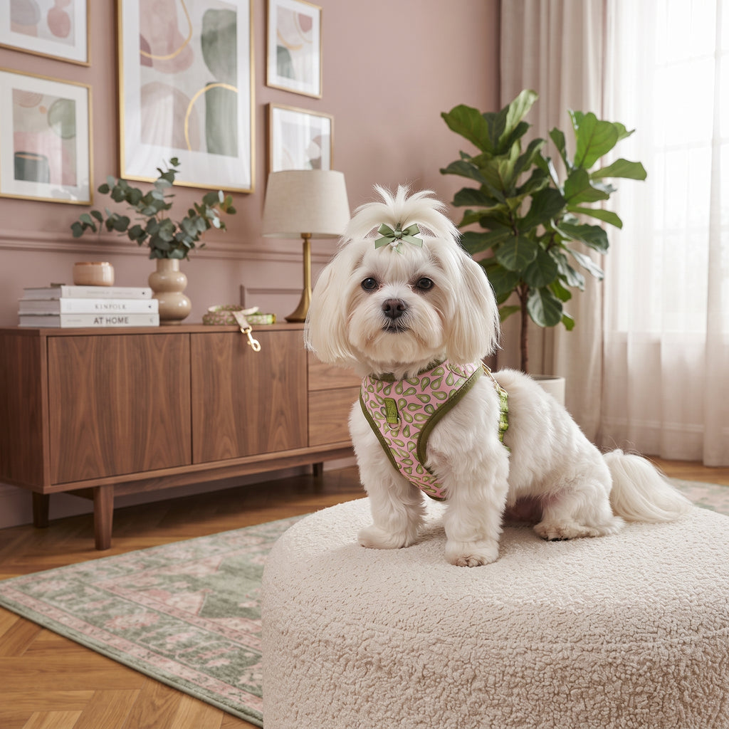 Conjunto Arnés y Correa Acolchada para Perros – Arnés Ergonómico Estampado de Neopreno con Herrajes Dorados