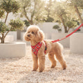 Arnés Reversible Acolchado para Perros y Cachorros – Diseño Doble Cara Ergonómico y Transpirable con Cierre de Seguridad