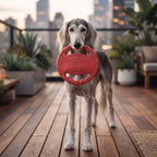 Disco Volador Interactivo para Perros | Frisbee con Asas para Tira y Afloja