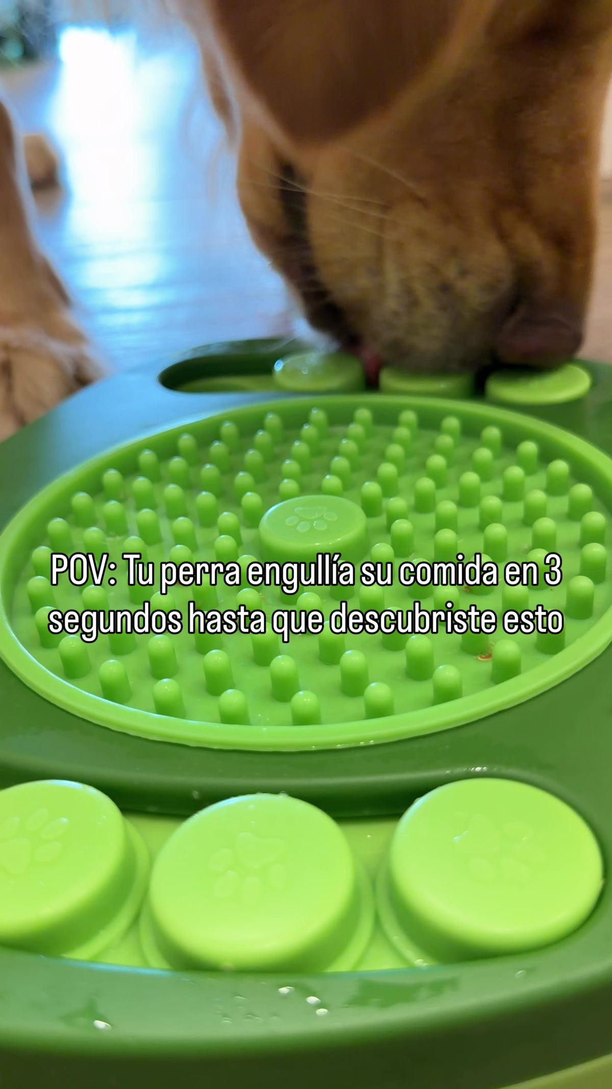 Comedero Lento Interactivo Tipo Puzzle | Perros y Gatos