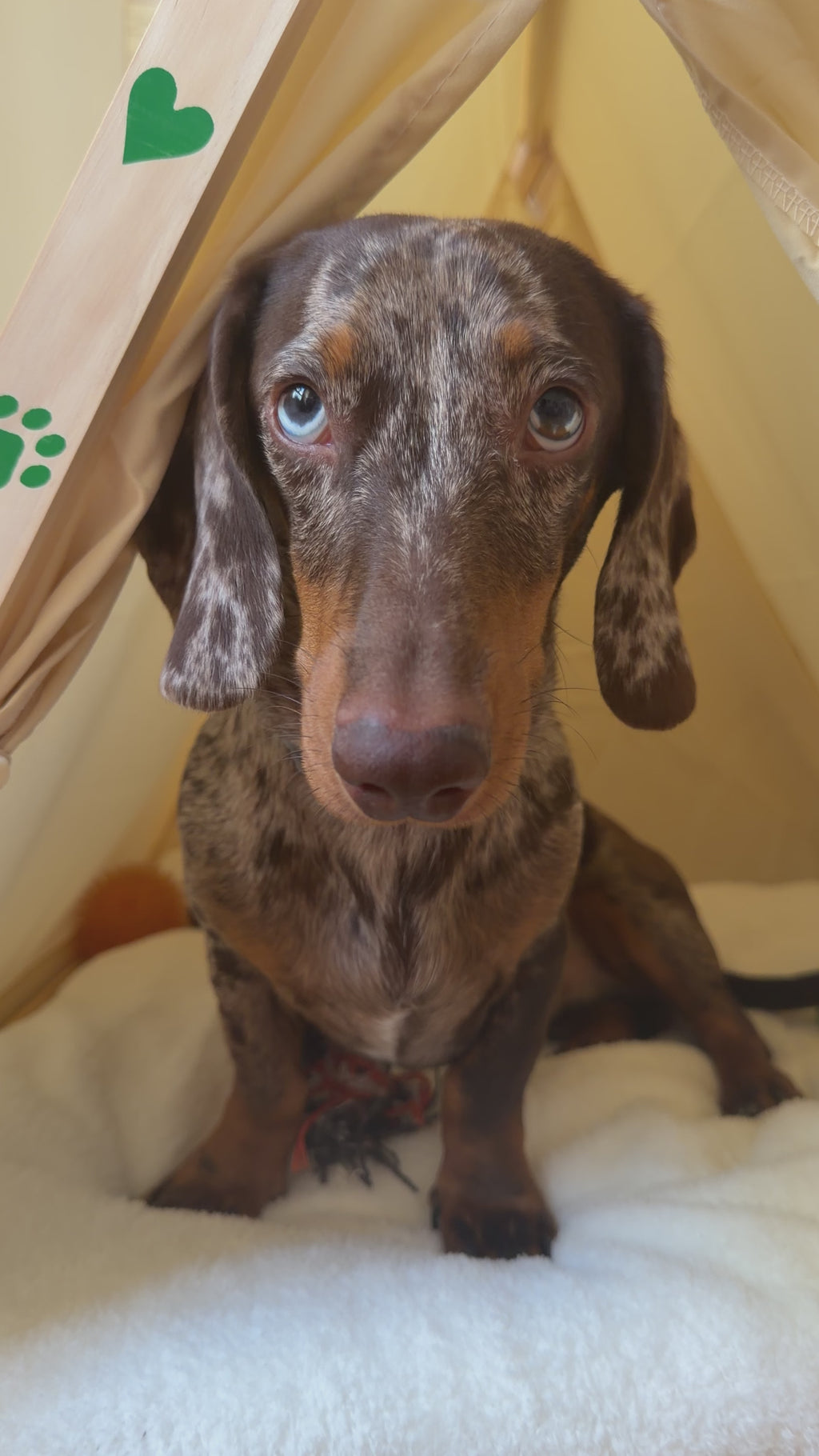 Cama Tipi para Perros Pequeños y Gatos | The Paws Boutique